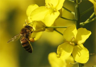 PROGRAMS FOR THE DEVELOPMENT OF AGRICULTURE PRESENTED