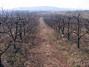 AGRICULTURE SUFFERED ENORMOUS DAMAGE