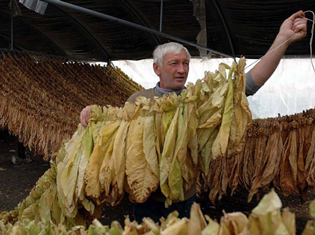 РАДНИЦИ ИЗ ПРЕШЕВА, БУЈАНОВЦА И МЕДВЕЂЕ СЕЗОНЦИ У ВОЈВОДИНИ
