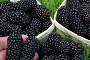 PICKING OF BLACKBERRIES IN PCINJ DISTRICT