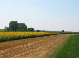 1275 HECTARES OF AGRICULTURAL LAND IN BUJANOVAC ON LEASE