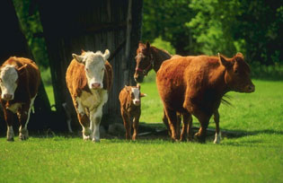 BLUETONGUE KILLS HERDS OF CATTLE