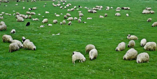 MR. PETROVIC: “THERE WERE NO ANIMAL DEATHS CAUSED BY BLUETONGUE”