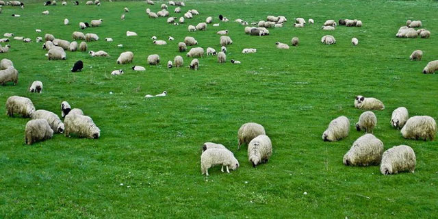 ПЕТРОВИЋ: НИЈЕ БИЛО УГИНУЋА ЖИВОТИЊА ОД БОЛЕСТИ „ПЛАВОГ ЈЕЗИКА“