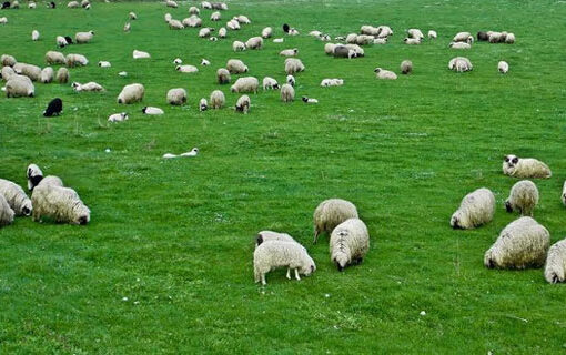 PETROVIQ: NUK KA PASUR ASNJË NGORDHJE NGA SËMUNDJA E „GJUHËS SË KALTËRT“