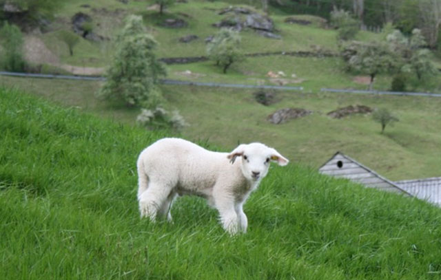 СТАНКОВИЋ И НАДЛЕЖНИ ДРЖАВНИ ОРГАНИ ОБИШЛИ ДОМАЋИНСТВО У МЕДВЕЂИ КОЈЕ ИМА СТОЧНИ ФОНД ПОГОЂЕН „ПЛАВИМ ЈЕЗИКОМ“