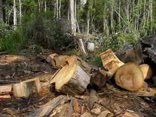 FOREST THIEVES CAUSE HAVOC IN SOUTH SERBIA