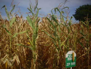 CORN-PICKING BEGAN IN PCINJ DISTRICT