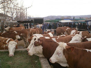 “BLUE TONGUE” DISEASE REGISTERED IN ABOUT 300 CASES IN THE PCINJ DISTRICT