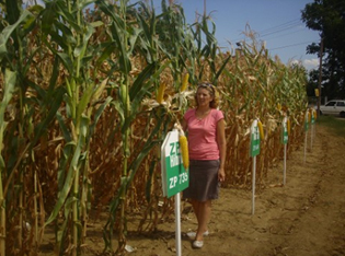 CORN HARVEST IN PCINJ DISTRICT ALMOST OVER
