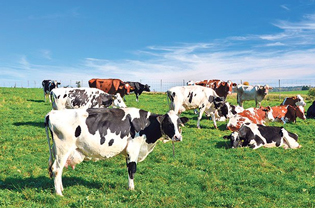 GJUHA E KALTËR KA MBYLLUR TREGJET E KAFSHËVE NË JUGUN E SERBISË