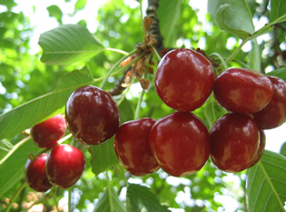 TURKS WANT CHERRIES, WATER AND TEXTILES