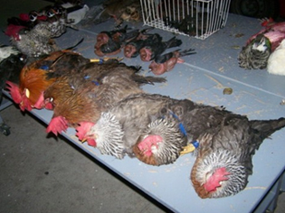 MAQEDONËT KANË KOTRABANDUAR PULA DHE ZOGJË TJERË