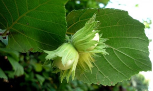 MINISTER BOGOSAVLJEVIC -BOSKOVIC: THE “FERERO” PROJECT IS RUNNING AS PLANNED