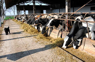 SUBVENSIONE BLEGTORËVE NGA BUJANOCI