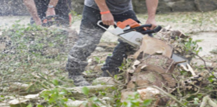 PRERJA MASOVIKE E PYLLIT NË PJESËN E MBROJTUR PËRRETH MANASTIRIT TË PROHOR PÇINJËS