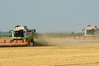 НА ПОЉИМА ПЧИЊСКОГ ОКРУГА ПОЧЕЛА ЖЕТВА ПШЕНИЦЕ