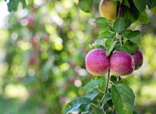 ЕВРОПСКА ПОДРШКА УВОЂЕЊУ МЕЂУНАРОДНИХ СТАНДАРДА О КВАЛИТЕТУ И ЗАШТИТИ ГЕОГРАФСКОГ ПОРЕКЛА