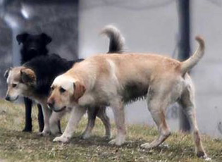 SA KANË KUSHTUAR VITIN E KALUAR SULMET E QENËVE ENDACAK?