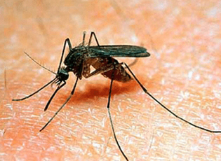 SPËRKATJA E  MUSHKONJAVE NË BUJANOC