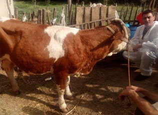 NË BUJANOC NUK KA RASTE TË REJA TË “LËKURËS SË ËNTJUR”