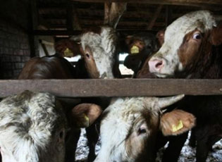 FILLIMI I VAKSINIMIT KUNDËR SËMUNDJES SË LOPËVË “LËKURËS SË ËNJTUR”