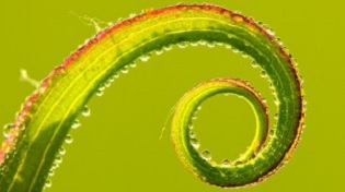 KONKURSI NDËRKOMBËTAR PËR EKO-FILM TË SHKURT “GRREN-GO”