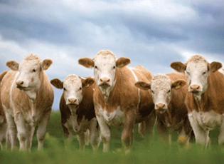 STACIONI VETERINARIK NË BUJANOC ORGANIZON PËR HERË TË DYTË EKSPOZITËN E GJEDHEVE TË LLOJIT SIMENTAL