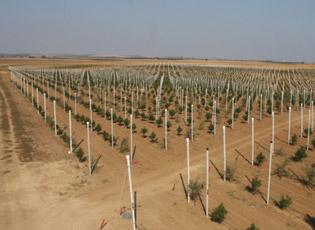 SUBVENSIONE NGA MINISTRIA E BUJQËSISË PËR RRITJEN TË PLANTACIONEVE SHUMËVJEÇARE TË PEMËVE, HARDHIVE DHE KULPURIT