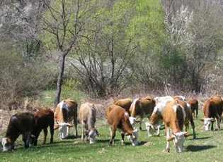 MUNICIPALITY COVERS A PORTION OF THE COSTS FOR INSEMINATION OF COWS AND HEIFERS