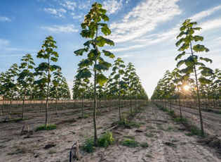 DRURI I CILI JEP EDHE NGA 50.000 EURO PËR NJË HEKTAR