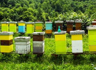 PANAIRI I PARË I BLETËS NË JUGLINDJE TË BALLKANIT NË VRAJË