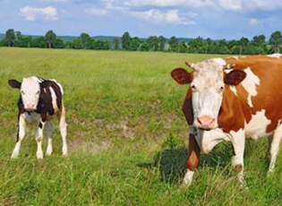 ТРЕЋА ИЗЛОЖБА КРАВА СИМЕНТАЛСКЕ РАСЕ У СУБОТУ