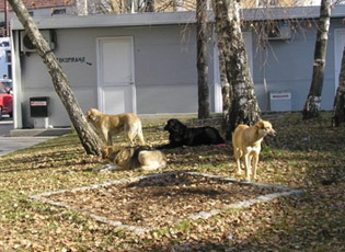 PETITION AGAINST STRAY DOGS