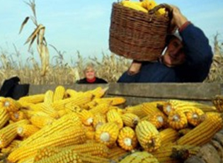 FARMERS WILL GET FIRST SUBSIDIES IN EARLY MARCH