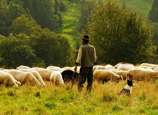 ПЛАТА 60 ХИЉАДА ДИНАРА, ХРАНА, СМЕШТАЈ,  АЛИ СЕ НИКО НЕ ЈАВЉА НА ОГЛАС