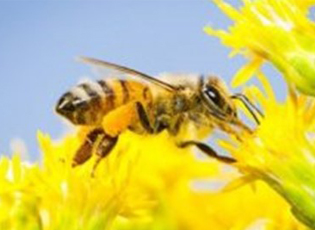 ЈАВНИ ПОЗИВ МИНИСТАРСТВА ПОЉОПРИВРЕДЕ ЗА ПОДРШКУ ИНВЕСТИЦИЈАМА ЗА НАБАВКУ НОВИХ МАШИНА И ОПРЕМЕ ЗА ПРИМАРНУ СТОЧАРСКУ ПРОИЗВОДЊУ У 2018. ГОДИНИ