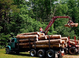 U JABLANIČKOM OKRUGU SE GODIŠNJE ILEGALNO POSEČE VIŠE OD 1.000 KUBIKA DRVA