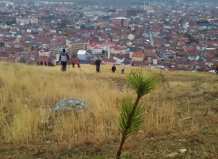 У ЗНАК СЕЋАЊА НА ПОГИНУЛЕ ВОЈНИКЕ У ПРВОМ СВЕТСКОМ РАТУ У ПРЕШЕВУ ПОСАЂЕНО 600 БОРОВА