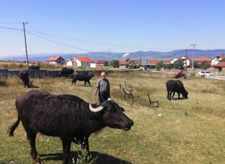 SULEJMAN IBRAIMI RUAN NJËRIN NGA BUALLËT E FUNDIT BIVOLICA NË SERBI