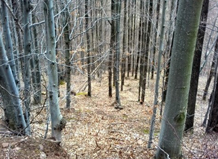 DODELA BESPLATNIH SADNICA ZA POŠUMLJAVANJE FIZIČKIM LICIMA