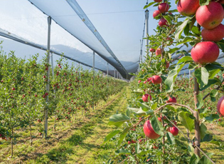 FAZA E TRETË E PROJEKTIT NDIHMO KOOPERATIVËN – FTESA KOOPERATIVAVE E HAOUR DERI MË 15 GUSHT