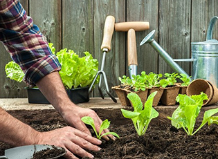 TWO TO FIVE ACRES OF A VARIETY OF VEGETABLES IS ENOUGH FOR A DECENT LIFE OF A FOUR-PERSON FAMILY