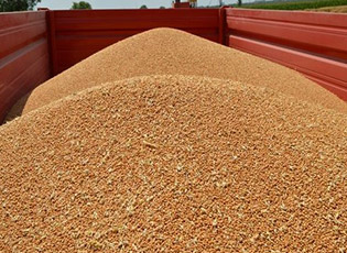 РАЗМЕНА СЕМЕНСКЕ ПШЕНИЦЕ ЗА МЕРКАНТИЛНУ И КУКУРУЗА ЗА ТОВНУ ЈУНАД