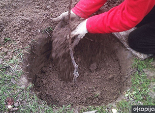 ËSHTË SHPALLUR KONKUR PËR PYLLËZIM NË VITIN 2020