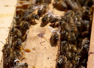 APPLYING FOR EXERCISING THE RIGHT TO INCENTIVES FOR BEEKEEPERS HAS STARTED