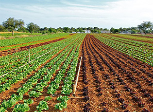 ONE AND A HALF MILLION DINARS FOR HEALTHY IDEAS (DEADLINE: JULY 31, 2020)