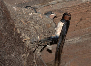 HOUSEHOLDS THAT COUNT SWALLOWS’ NESTS IN THEIR BACKYARDS CAN GET A TON OF CORN (DEADLINE: JUNE 15, 2020)
