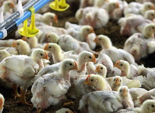 NATIONAL TEAM FOR THE REVIVAL OF VILLAGES IN SERBIA: IT IS WORTH INVESTING IN POULTRY FARMS