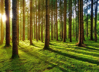 MINISTER OF ENVIRONMENTAL PROTECTION: AFFORESTATION IS THE BEST WAY TO PRESERVE LAND